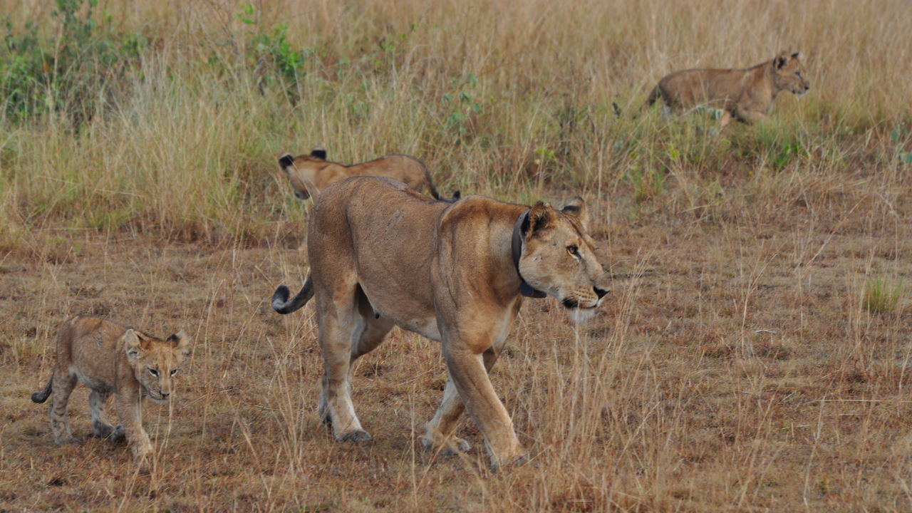 Met gezin op safari naar Oeganda en Zanzibar