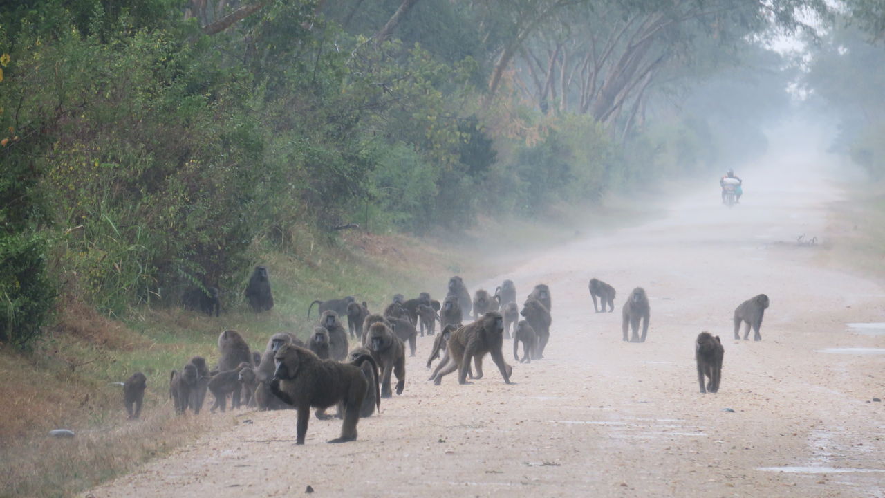 Met gezin op safari naar Oeganda en Zanzibar