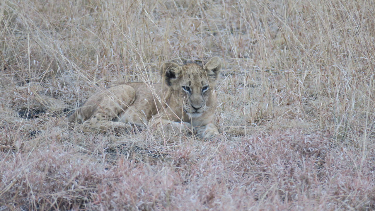 Met gezin op safari naar Oeganda en Zanzibar