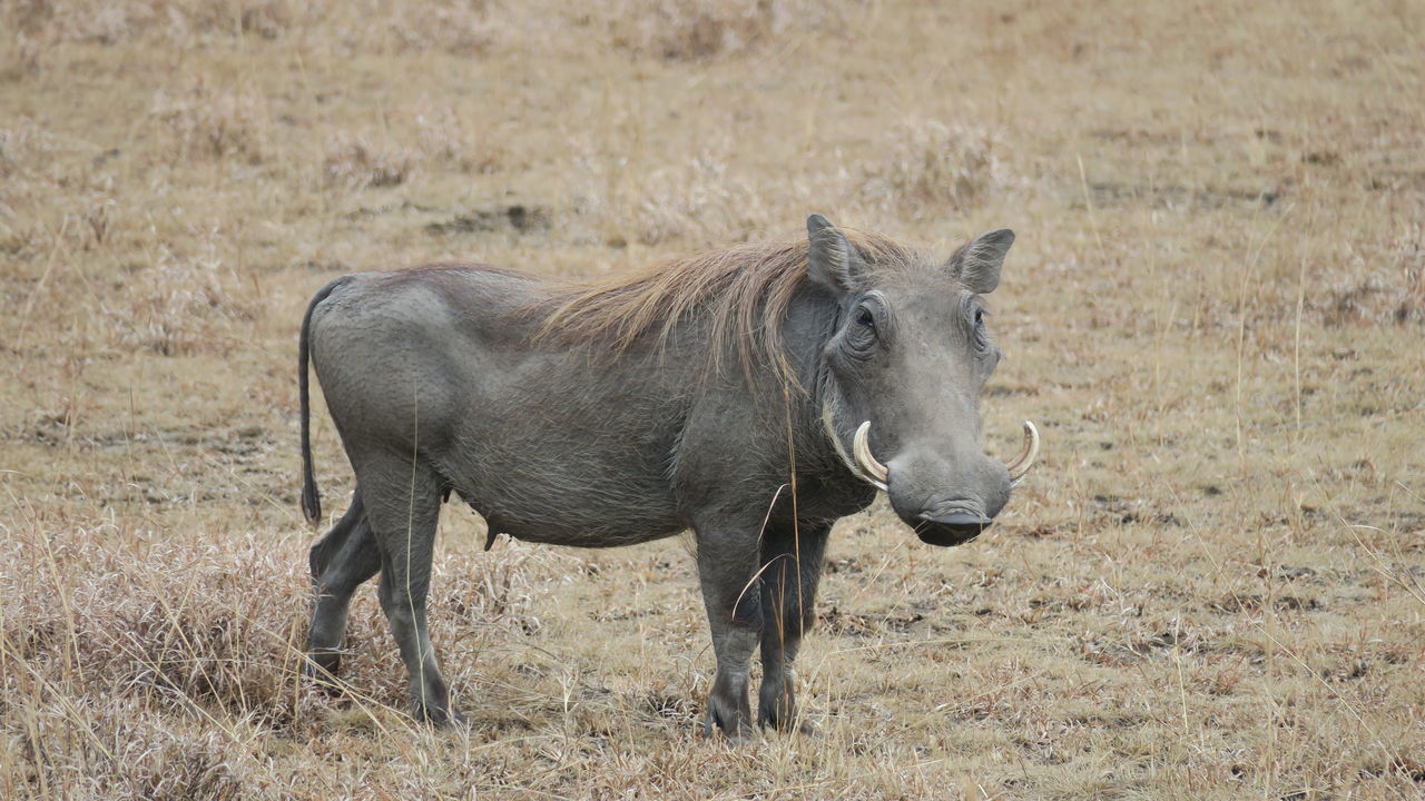 Met gezin op safari naar Oeganda en Zanzibar