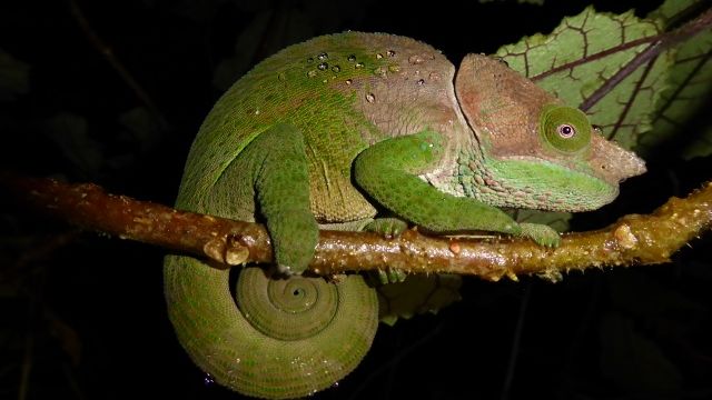 Privéreis Madagascar RN7 walvissen - 21 dagen|Matoke Tours