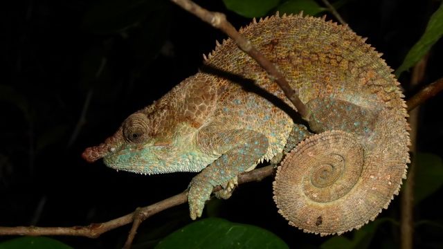 Madagascar groepsreis - Groepsreizen door Madagascar - Matoke Tours