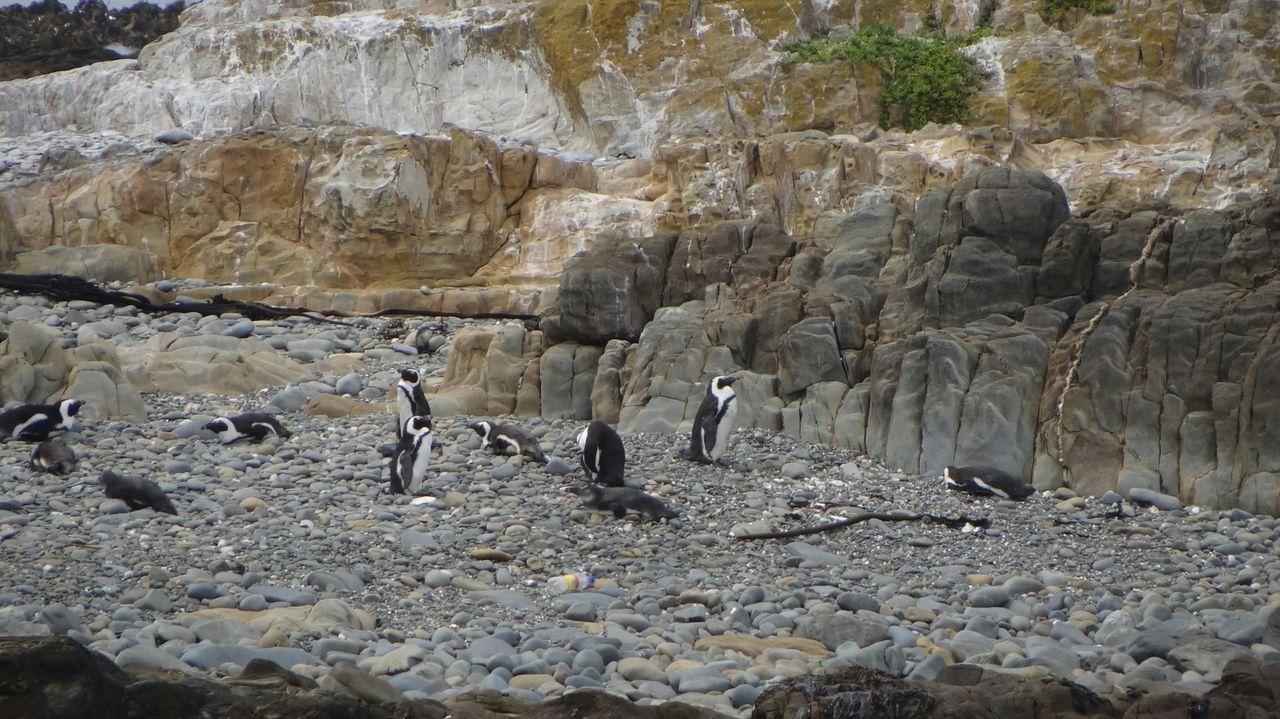 Robbeneiland - symbool van vrijheid en veerkracht | Matoke Tours