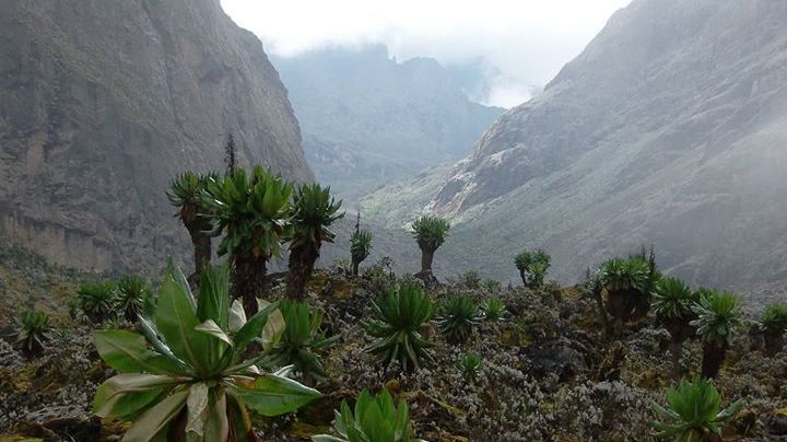 Rwenzori beklimmen | trekking Weismann Piek | Matoke Tours