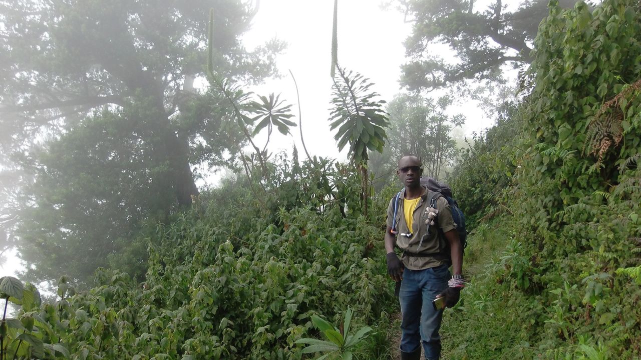 Rwenzori beklimmen | trekking Weismann Piek | Matoke Tours