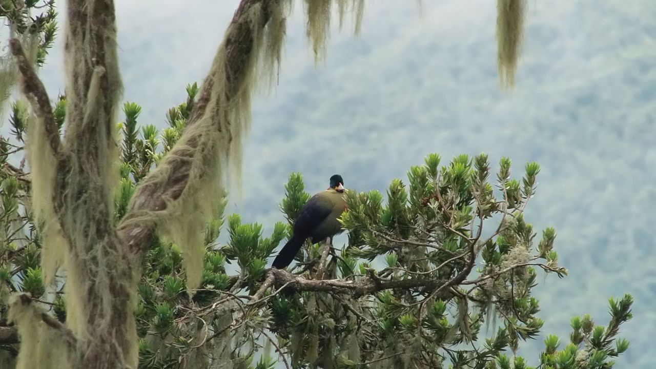 Rwenzori beklimmen | trekking Weismann Piek | Matoke Tours