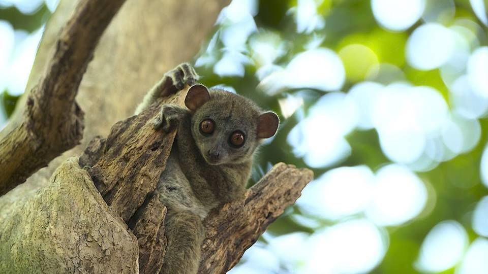 Madagascar excursies en activiteiten - Ankarana Tsingy rotsen