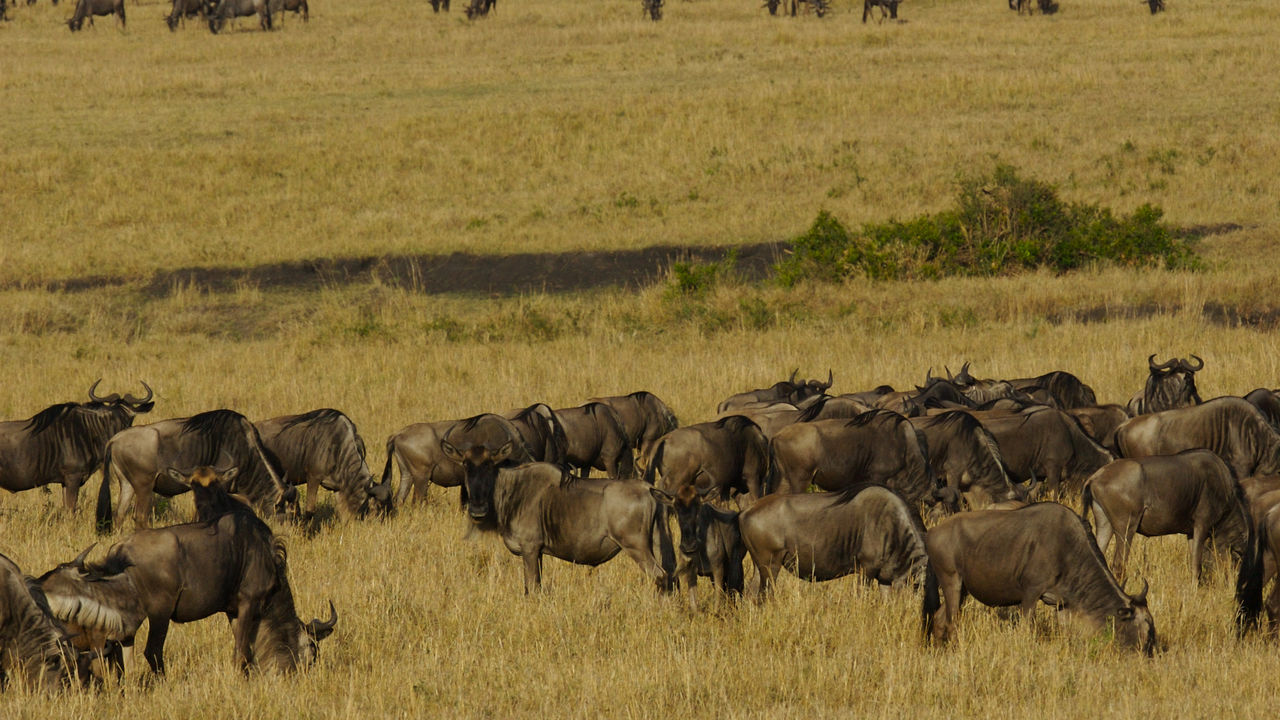 Safari fly out Serengeti & Zanzibar » Matoke