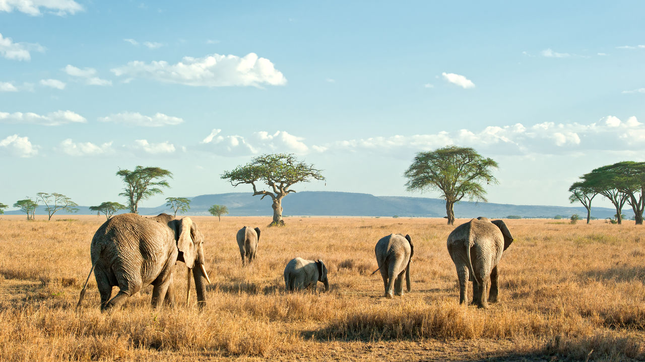 safari tanzania