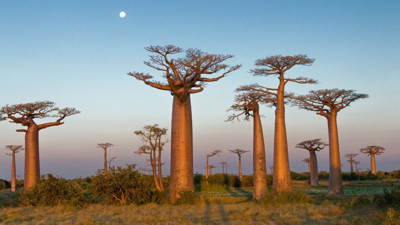 Madagascar reis - De Baobab Laan