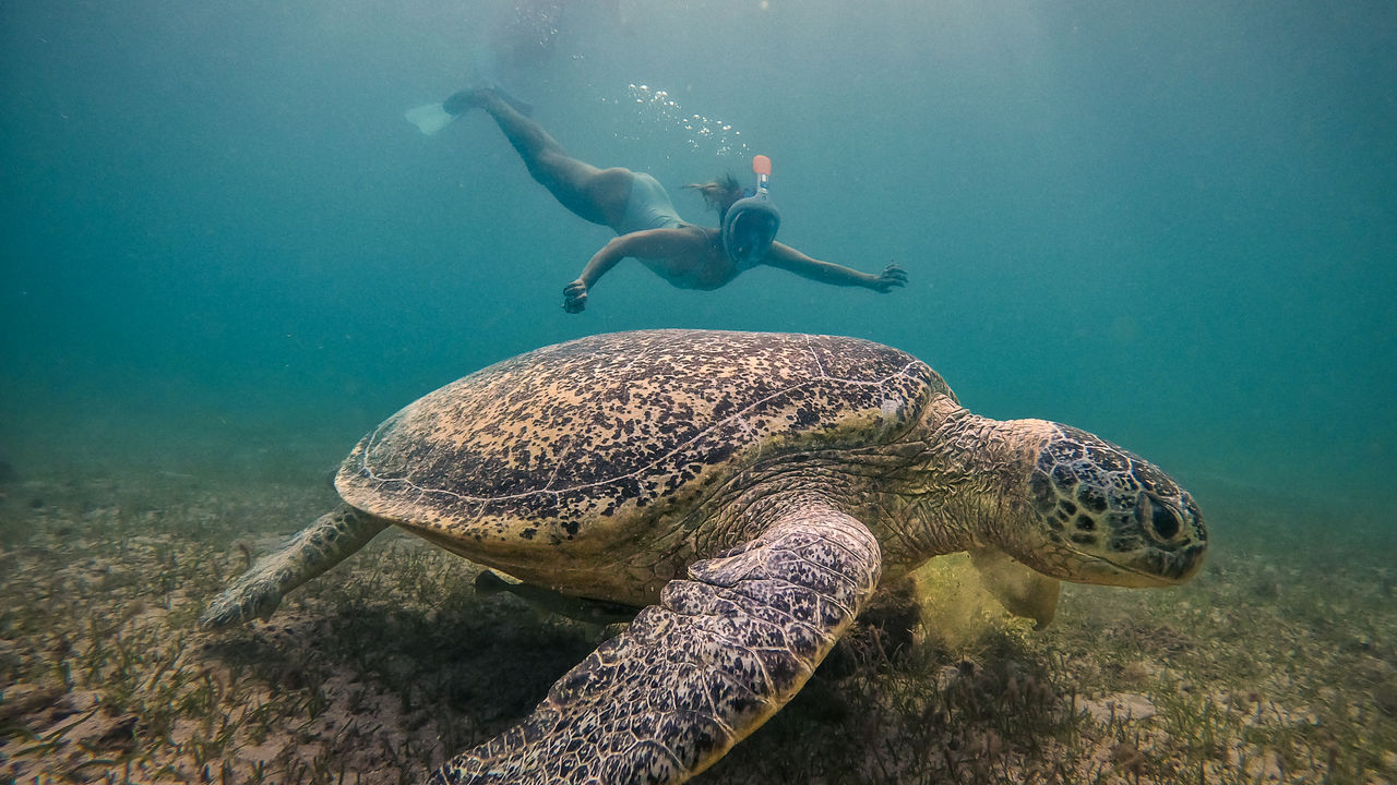 Snorkelen en duiken in Mauritius