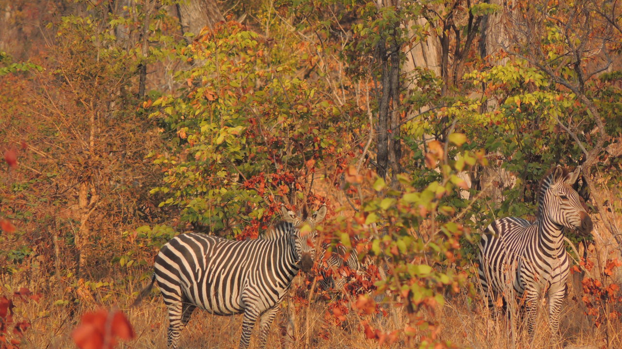 Safari South Luangwa nationaal park in Zambia - Matoke Tours