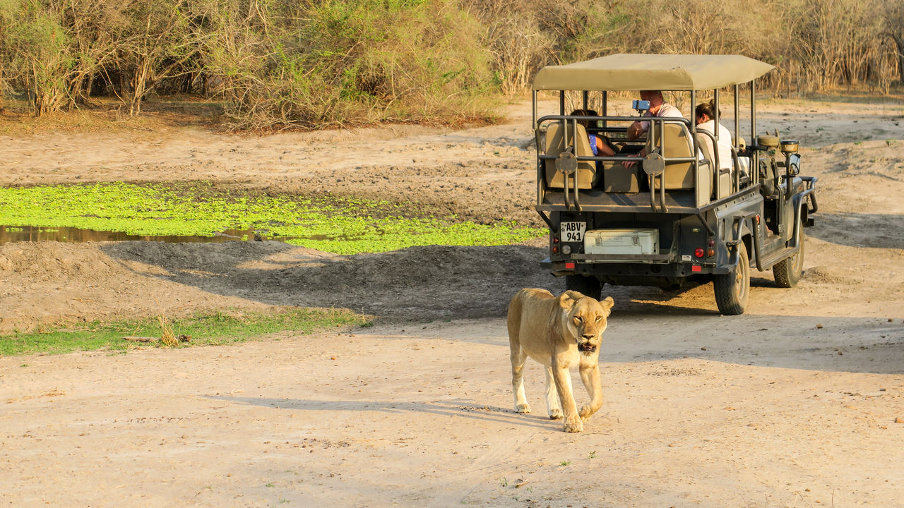 Safari South Luangwa nationaal park in Zambia - Matoke Tours