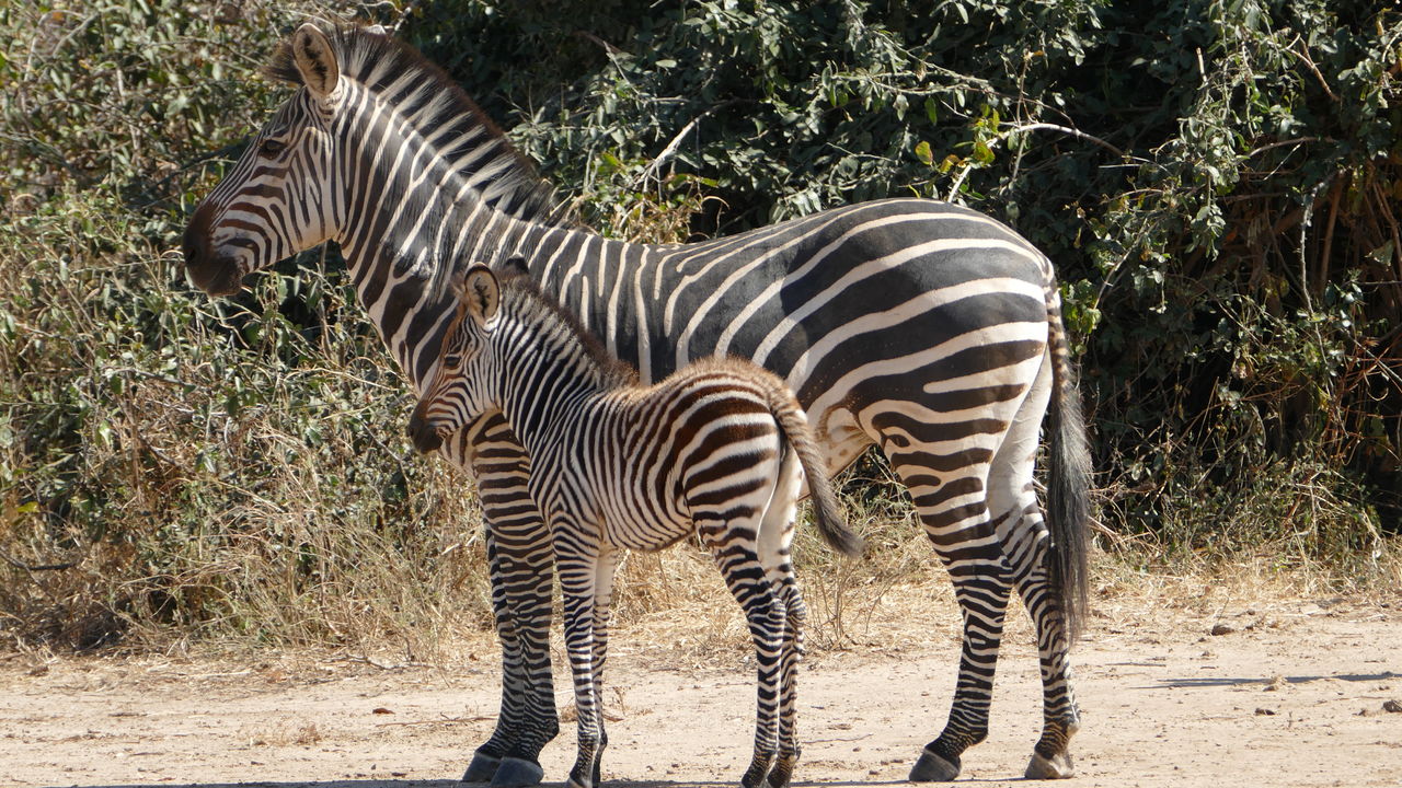 Safari South Luangwa nationaal park in Zambia - Matoke Tours