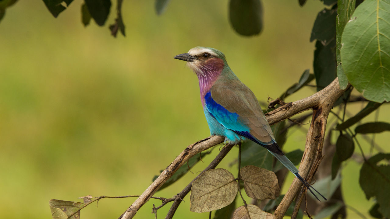 Safari South Luangwa nationaal park in Zambia - Matoke Tours