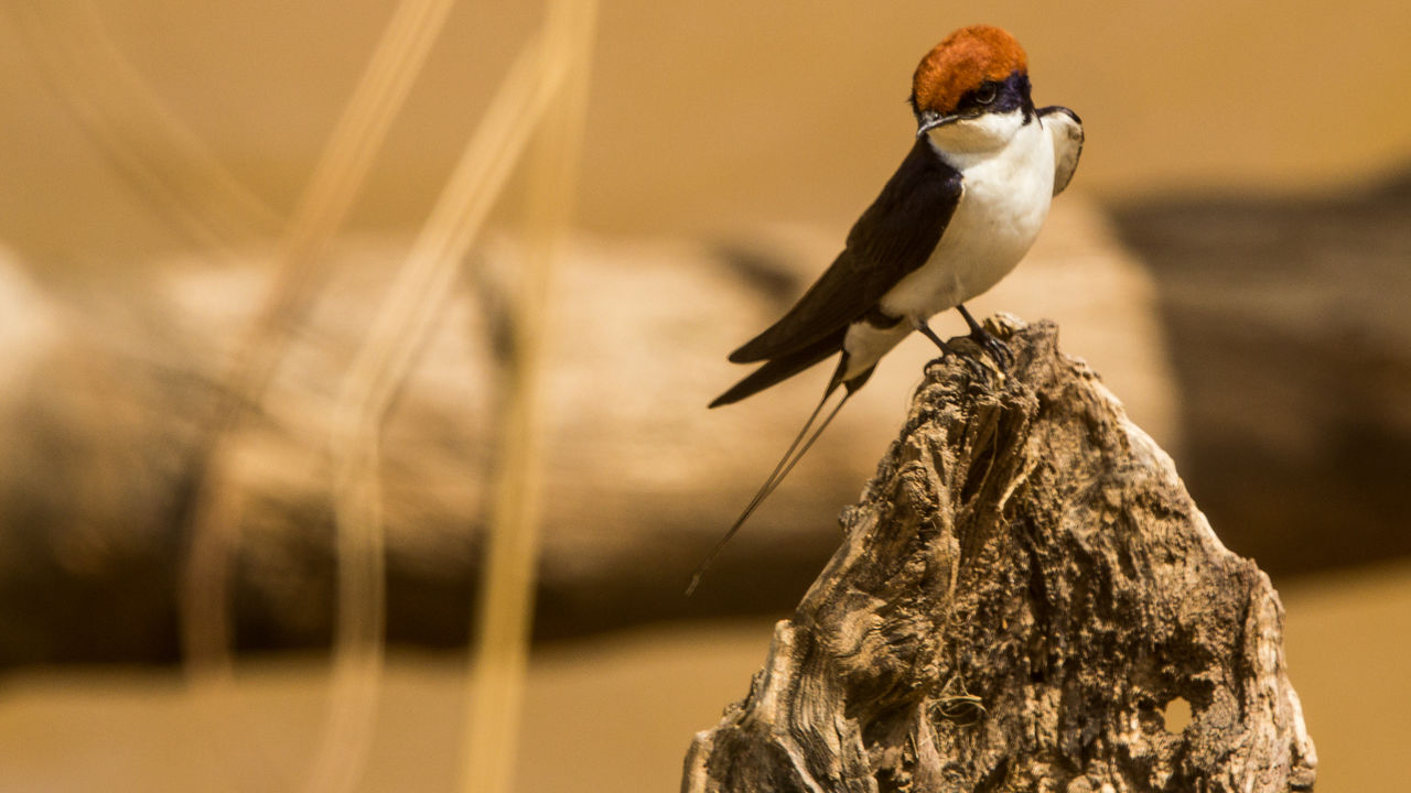 Safari South Luangwa nationaal park in Zambia - Matoke Tours