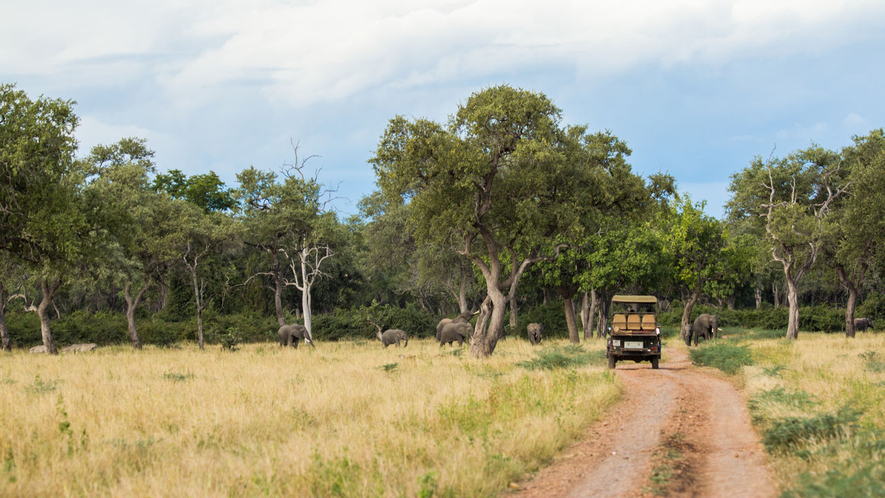 Safari South Luangwa nationaal park in Zambia - Matoke Tours