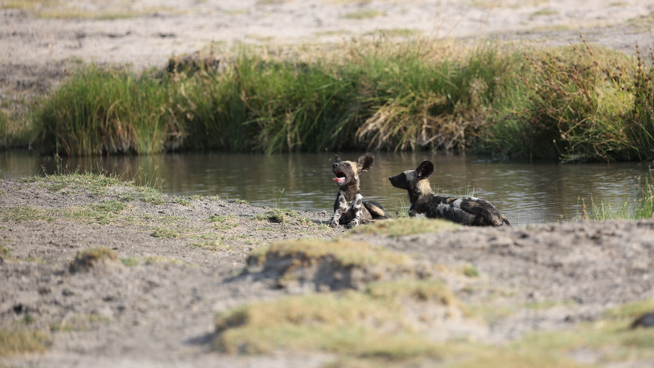 Safari South Luangwa nationaal park in Zambia - Matoke Tours