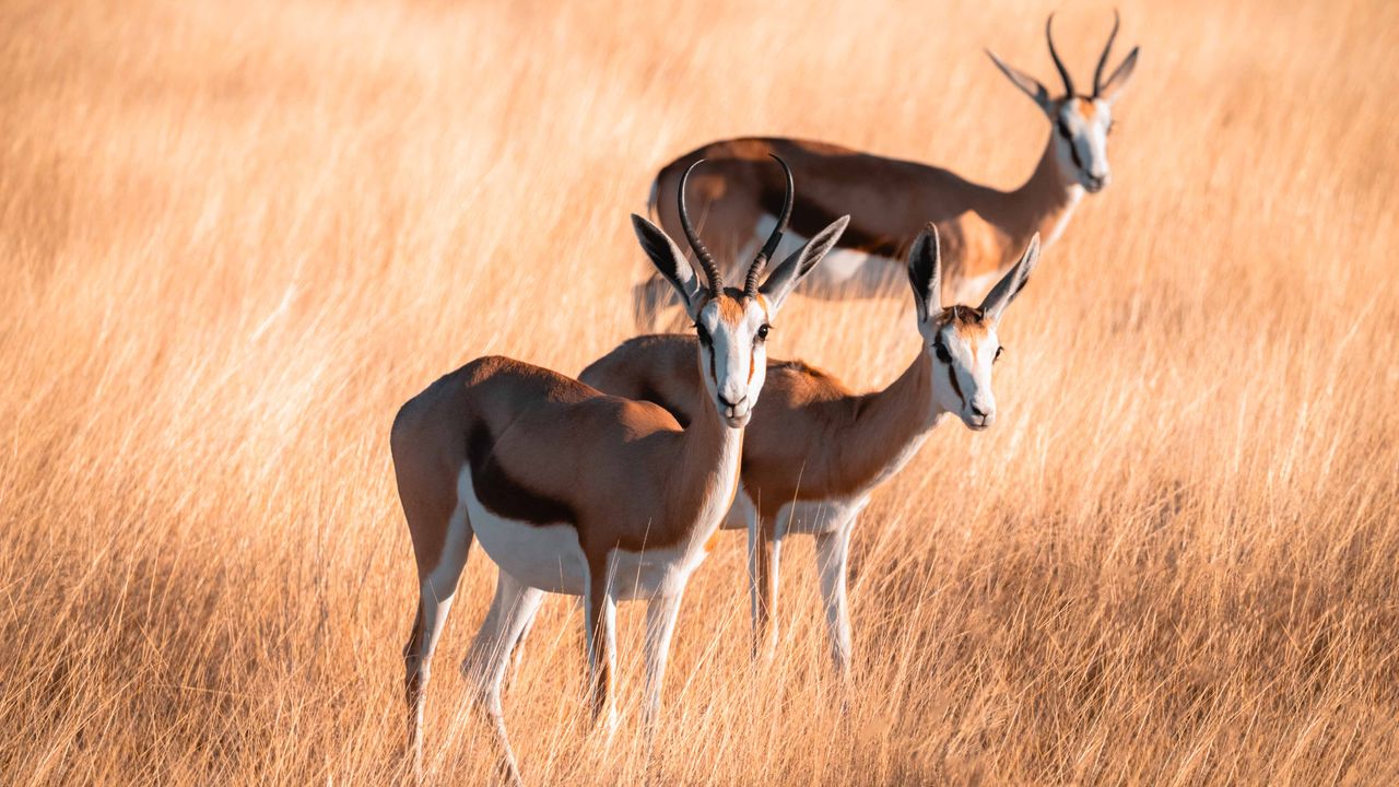Zelf rijden in Namibië | Roadtrip Namibië & Zimbabwe