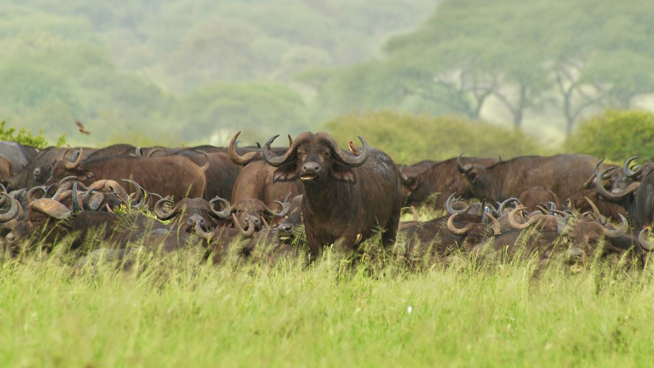 Tanzania informatie | Praktische reisinformatie | Matoke Tours