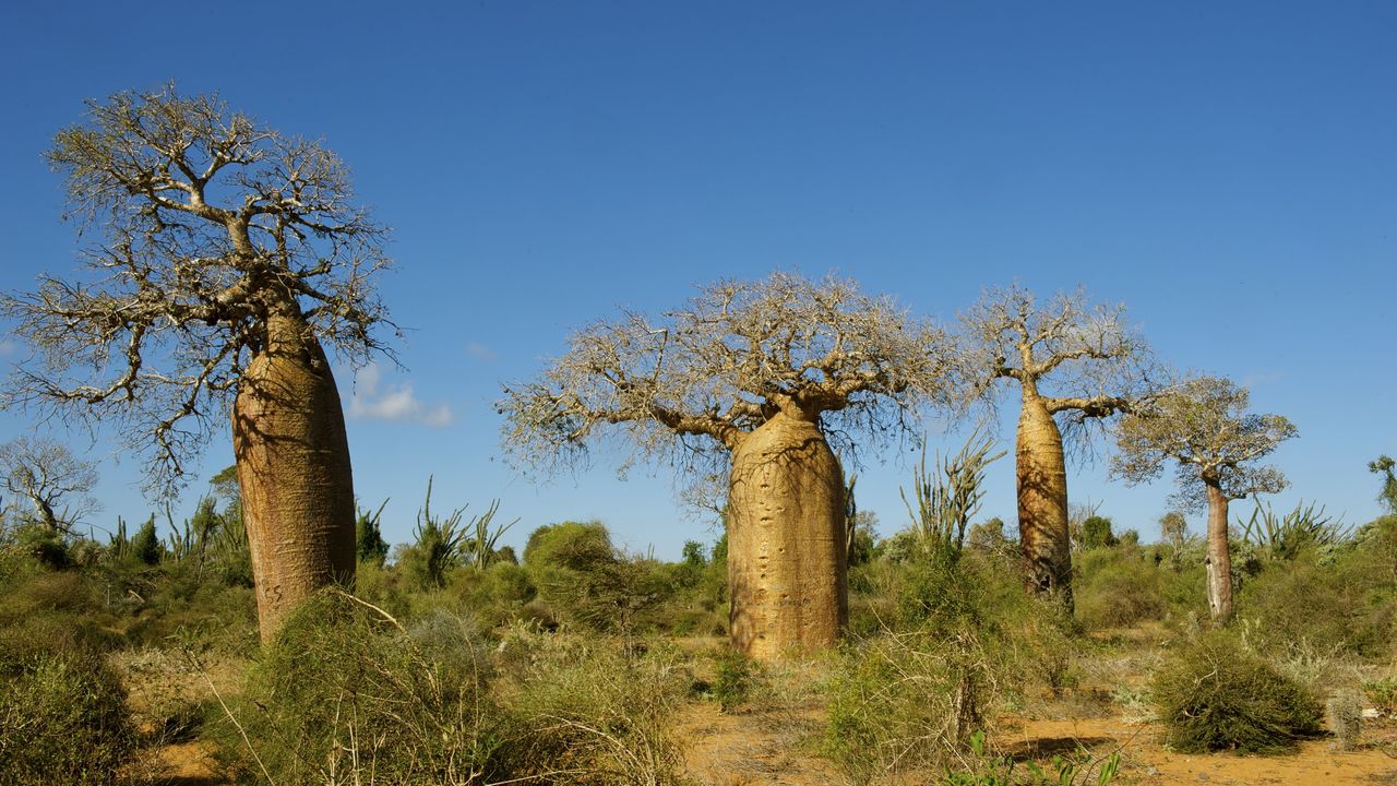 Madagascar - reis Tulear - excursies activiteiten Ifaty