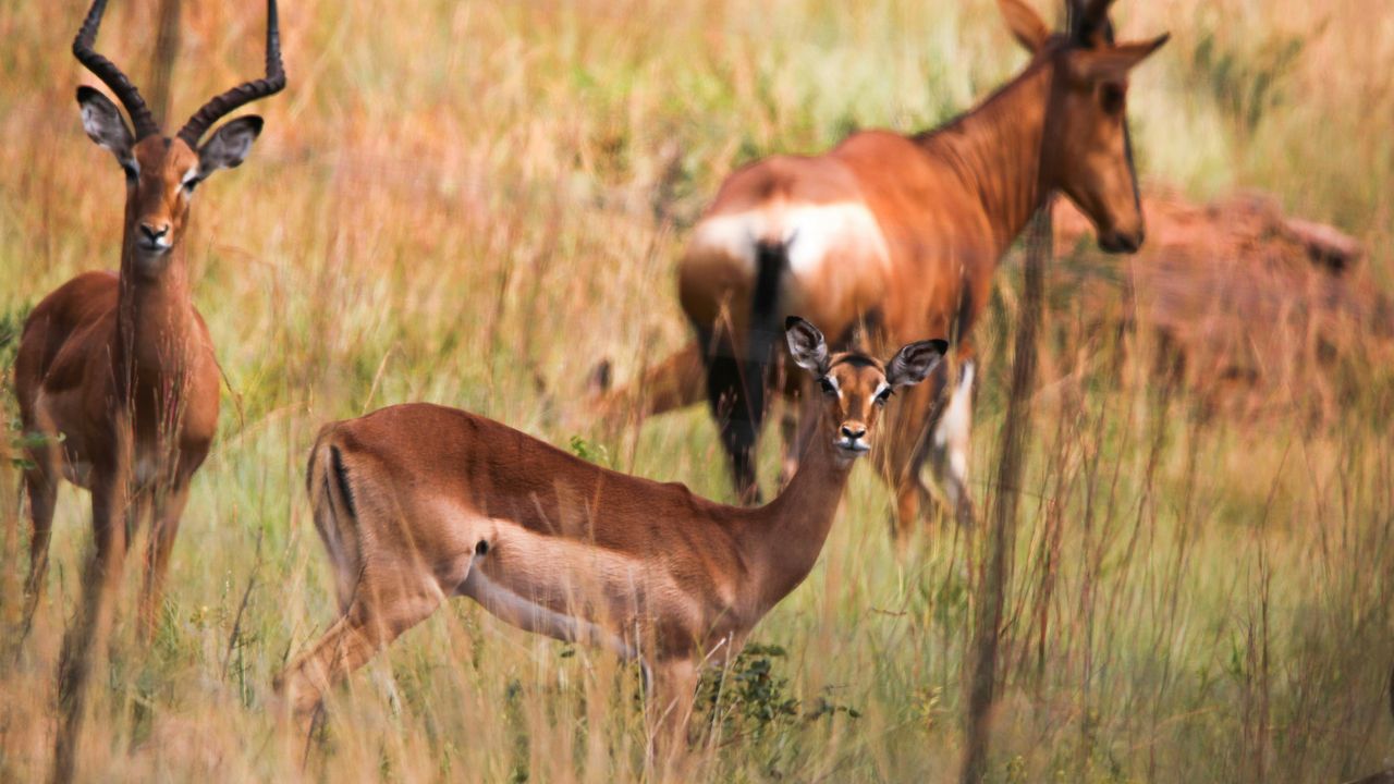 Waterberg - Nationaal Park - Zuid-Afrika - Matoke Tours