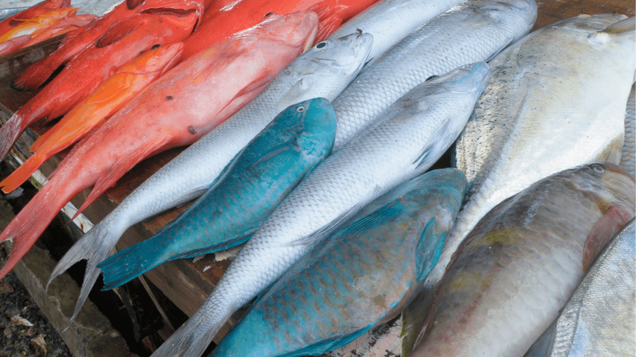 13-daagse rondreis Mauritius - in de voetsporen van Prins Maurits.