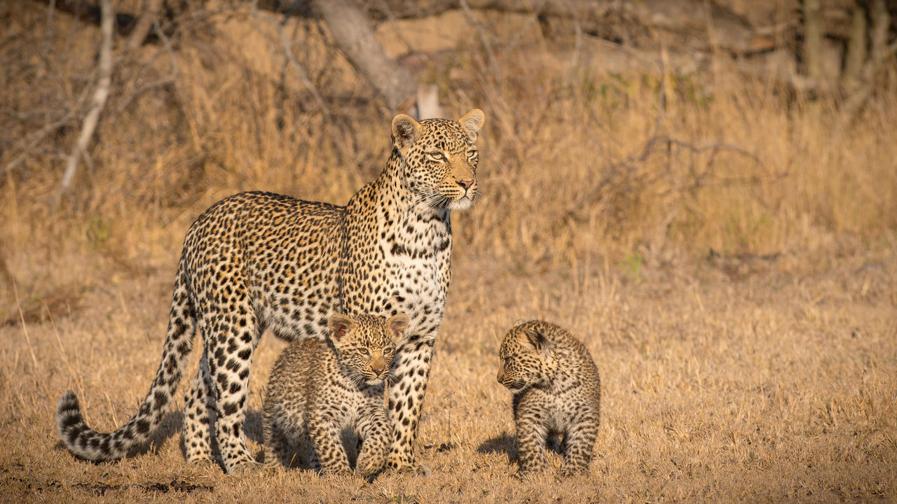 12-daagse Zuid Afrika Fly-in reis: Kruger, Kaapstad en wijnlanden