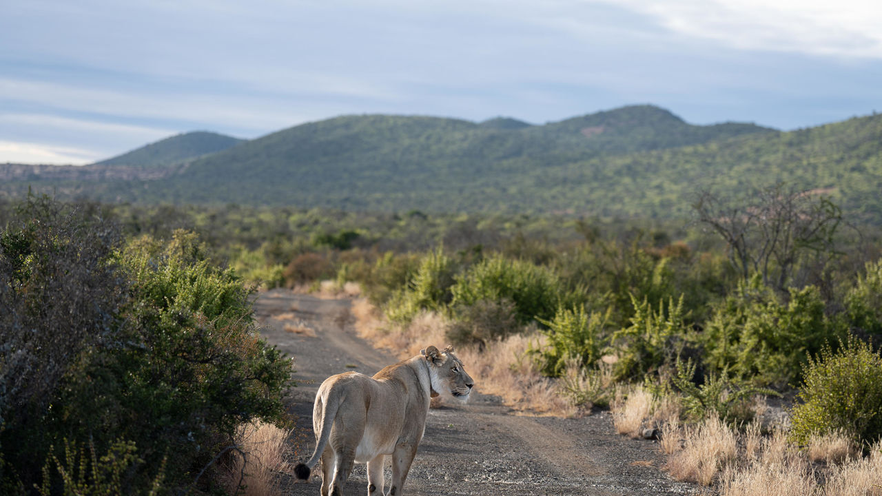 Addo Elephant - Nationaal Park - Zuid-Afrika - Matoke Tours