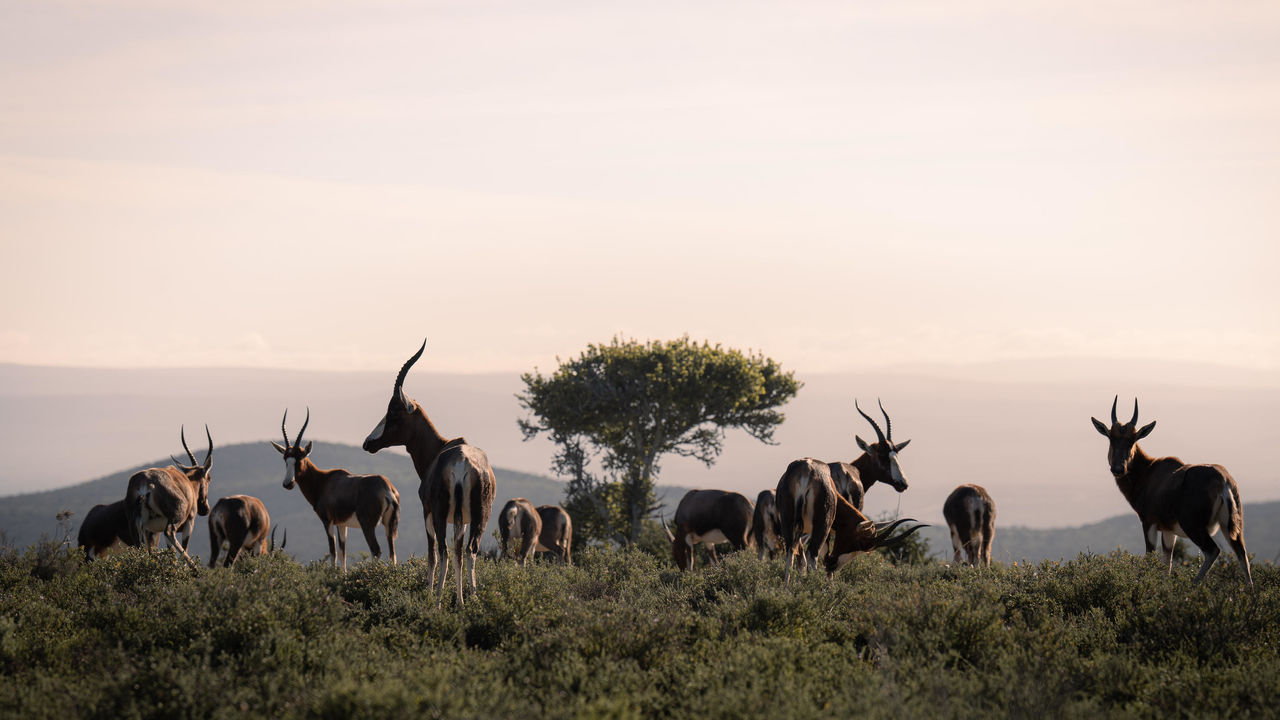 Addo Elephant - Nationaal Park - Zuid-Afrika - Matoke Tours