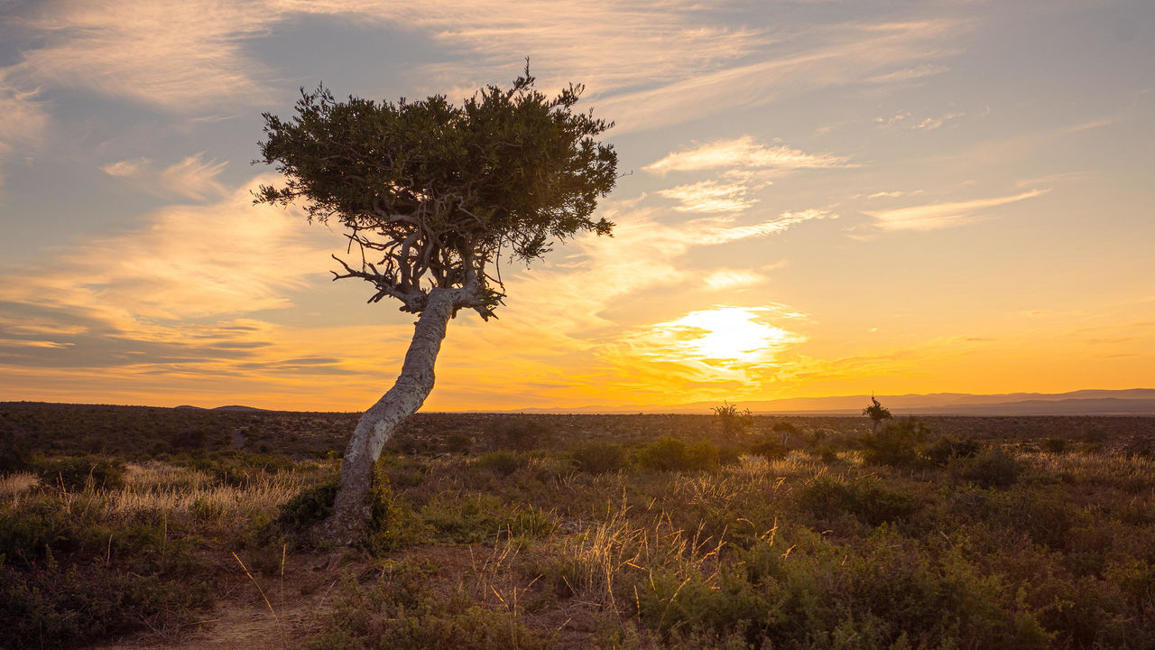 Addo Elephant - Nationaal Park - Zuid-Afrika - Matoke Tours