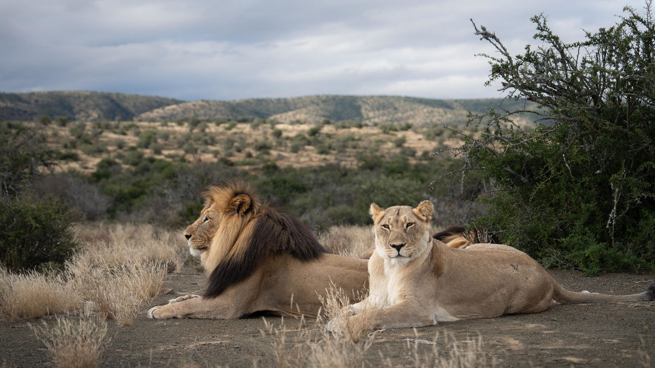 Addo Elephant - Nationaal Park - Zuid-Afrika - Matoke Tours