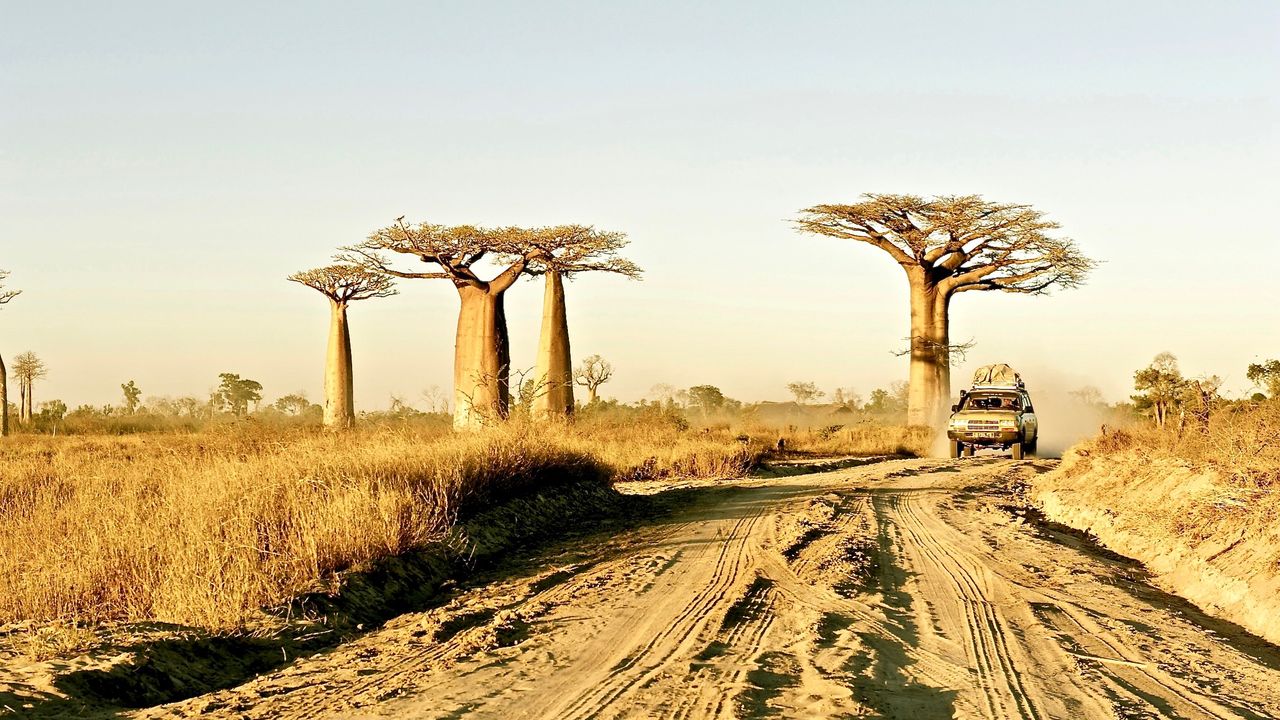 Madagascar reis - De Baobab Laan