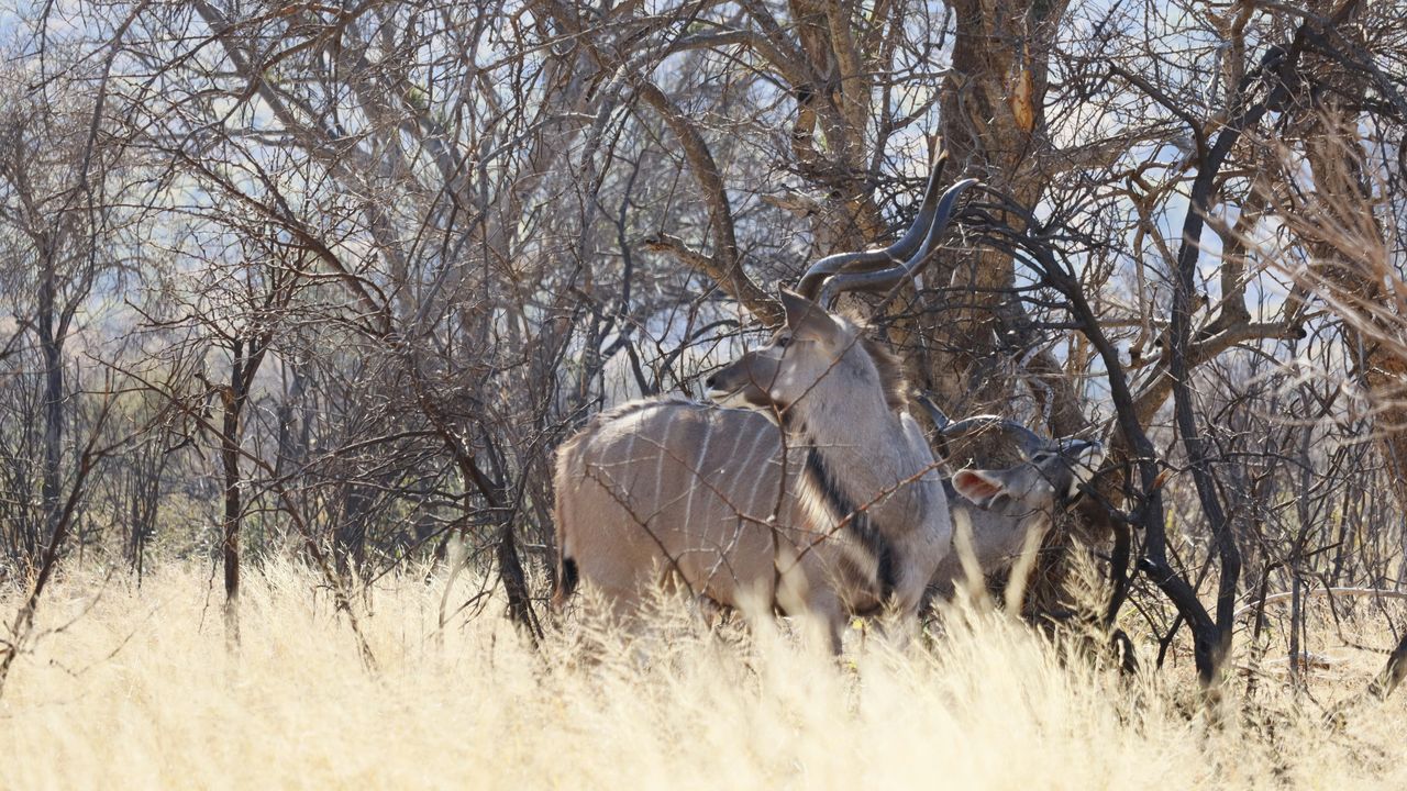 Waterberg - Nationaal Park - Zuid-Afrika - Matoke Tours