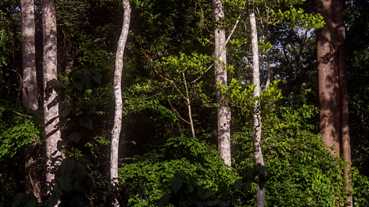 Bugoma Forest | Chimpanzee trekking in Uganda | Matoke Tours