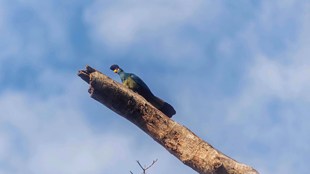 Bugoma Forest | Chimpanzee trekking in Uganda | Matoke Tours