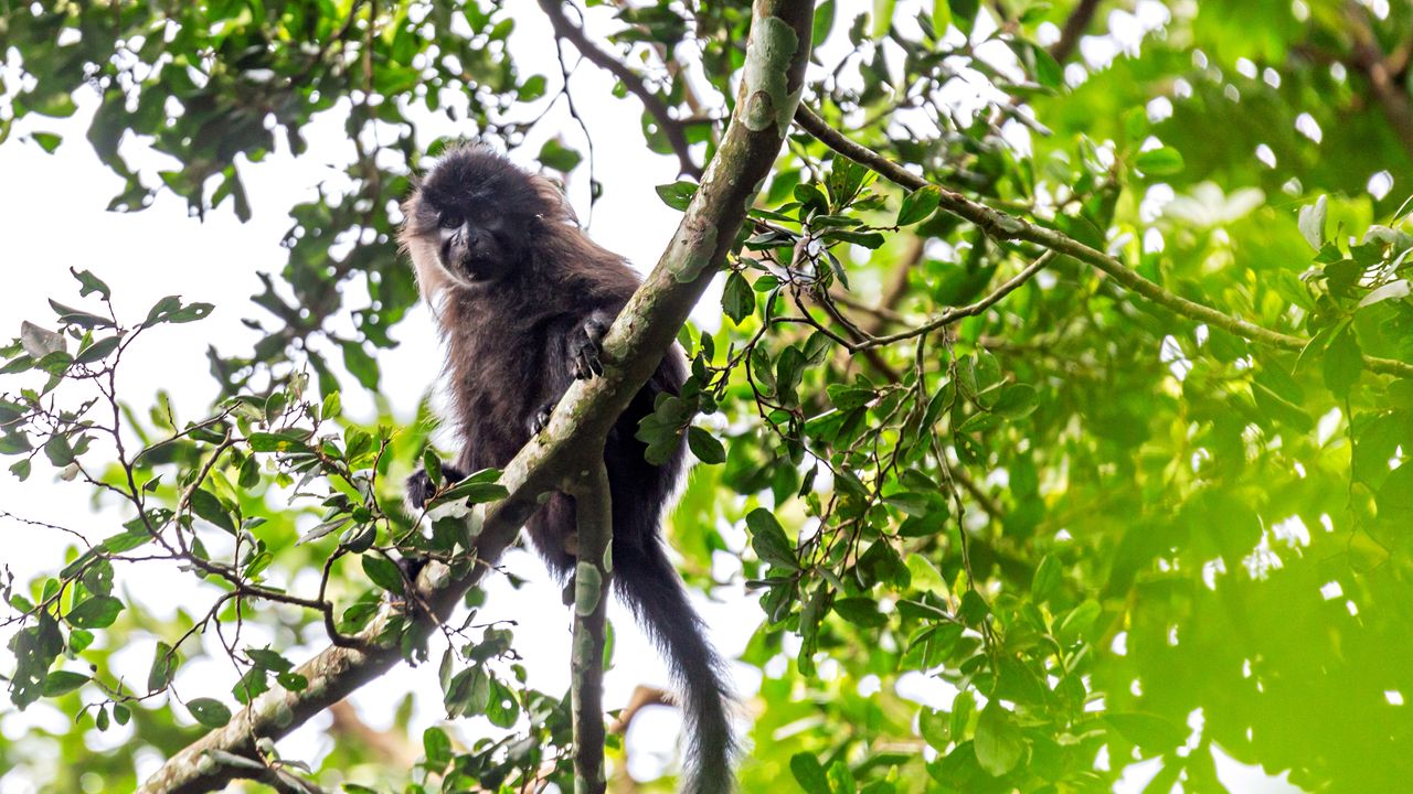 Bugoma Forest | Chimpanzee trekking in Uganda | Matoke Tours