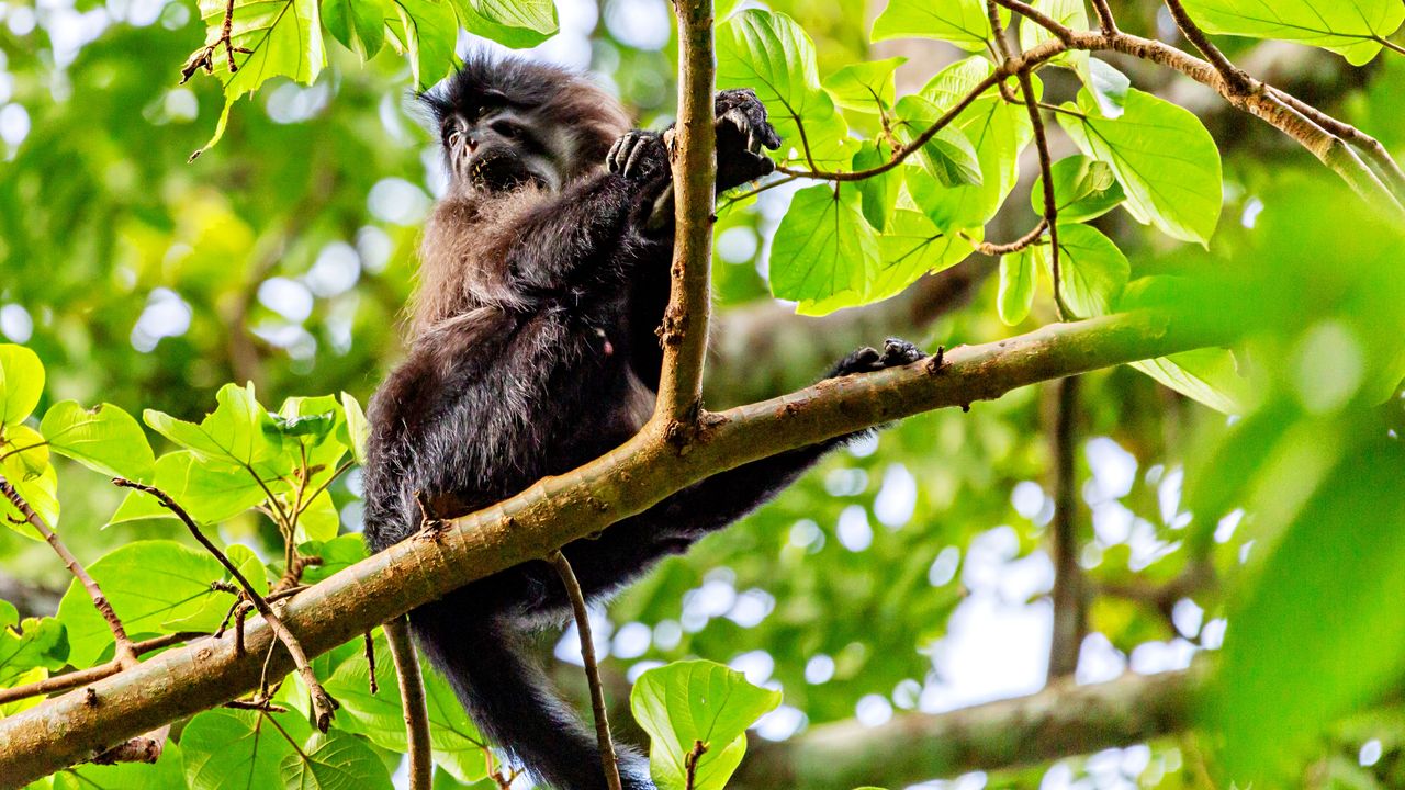 Bugoma Forest | Chimpanzee trekking in Uganda | Matoke Tours