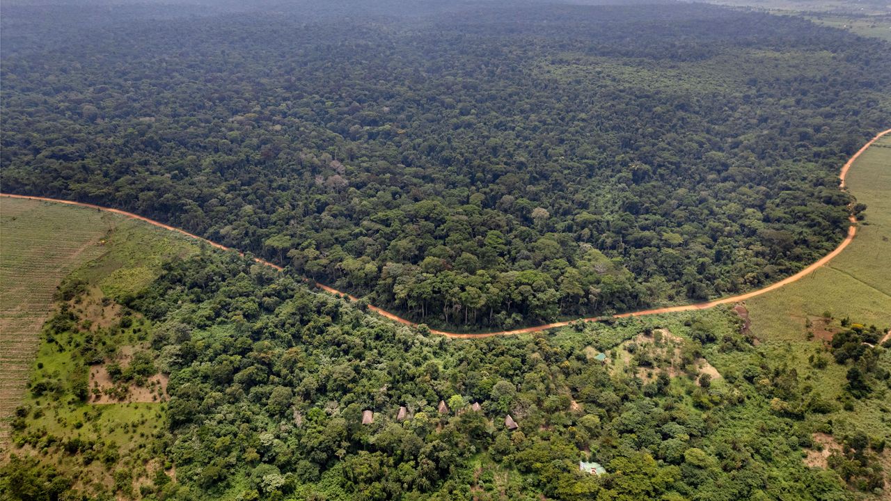 Bugoma Forest | Chimpanzee trekking in Uganda | Matoke Tours