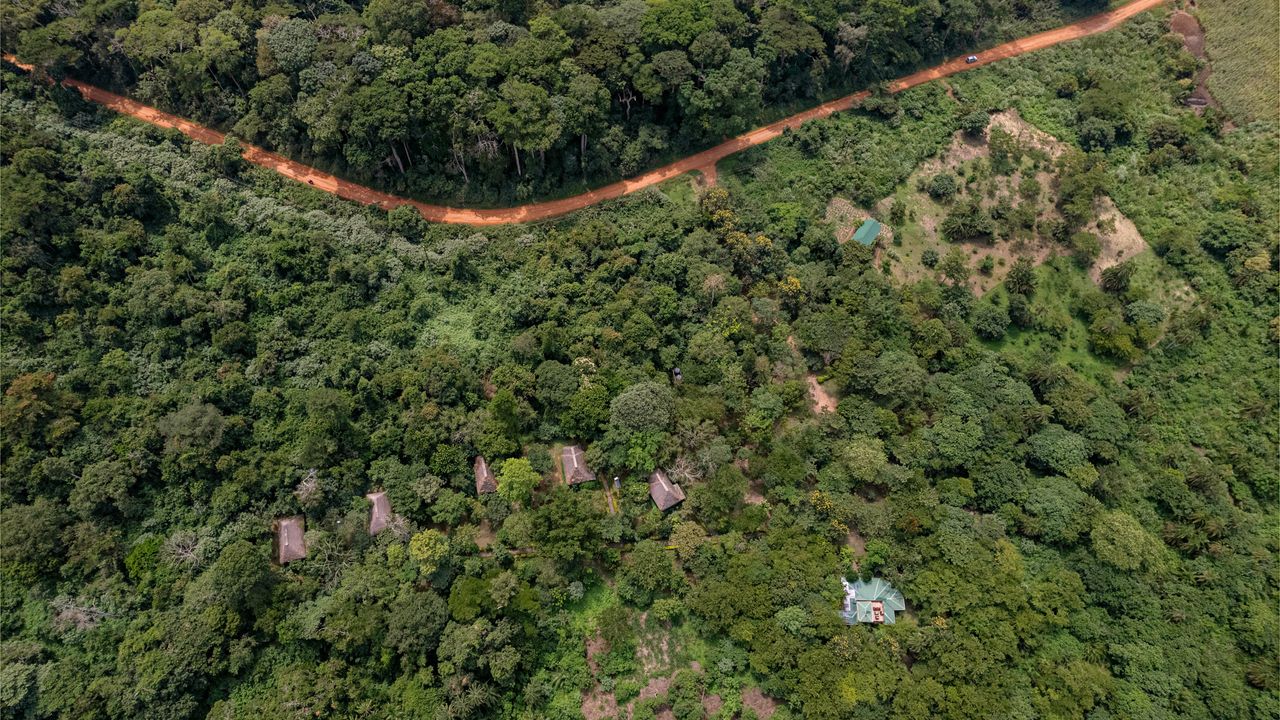 Bugoma Forest | Chimpanzee trekking in Uganda | Matoke Tours