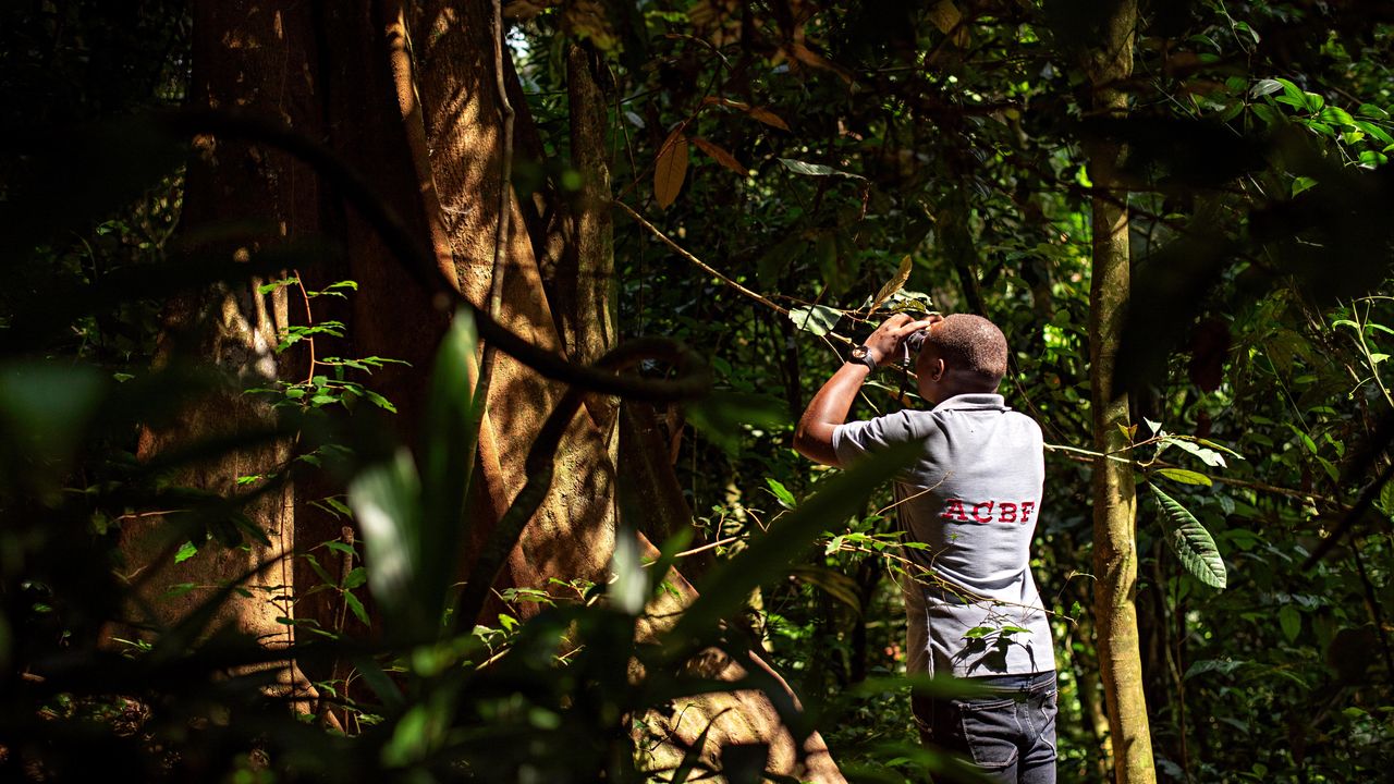 Bugoma Forest | Chimpanzee trekking in Uganda | Matoke Tours