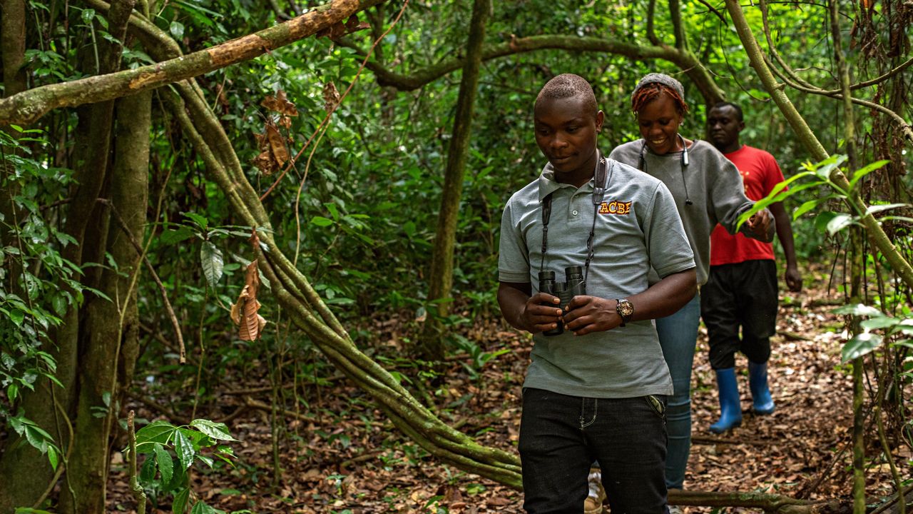 Bugoma Forest | Chimpanzee trekking in Uganda | Matoke Tours
