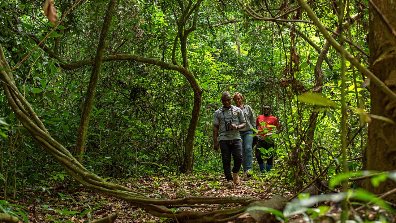 Bugoma Forest | Chimpanzee trekking in Uganda | Matoke Tours