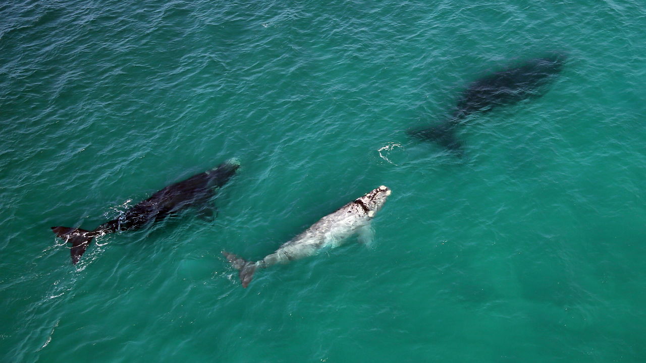 De Hoop - Natuur Reservaat - Zuid-Afrika - Matoke Tours