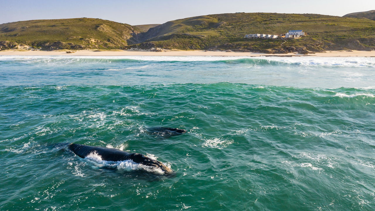 De Hoop - Natuur Reservaat - Zuid-Afrika - Matoke Tours