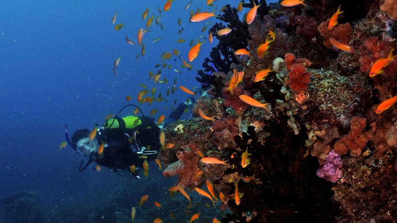 Duiken, snorkelen op Tofo en Inhambane | mooiste stranden Mozambique