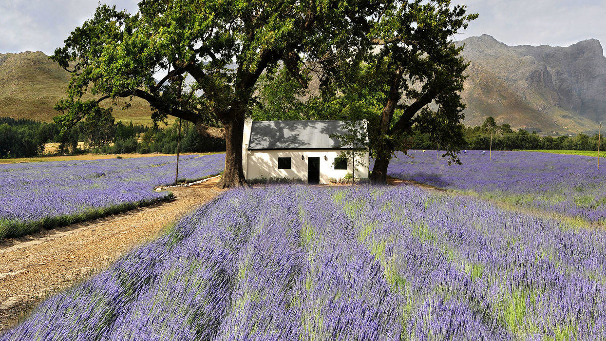 Kaapse Wijnlanden - Cape Winelands - Zuid-Afrika - Matoke Tours