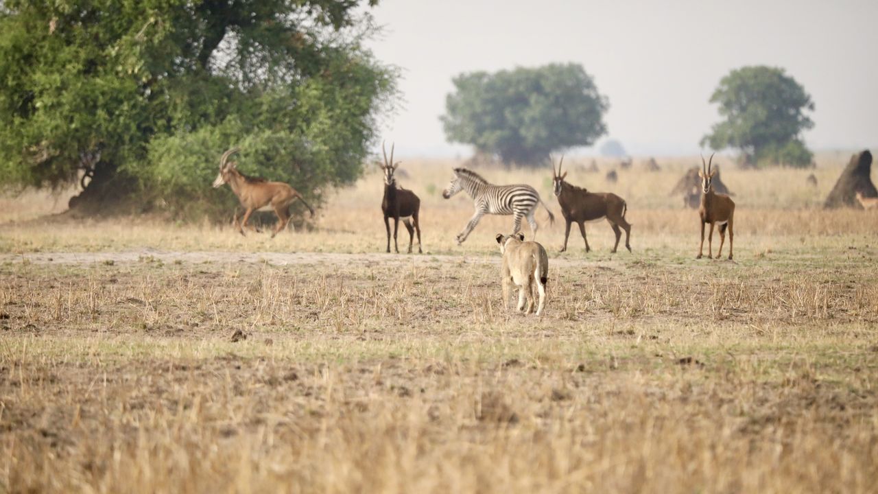 Budget safari Zambia Malawi - budget reis Malawi Zambia