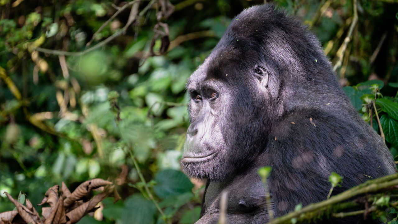 Gorillagroepen in Rwanda » Matoke