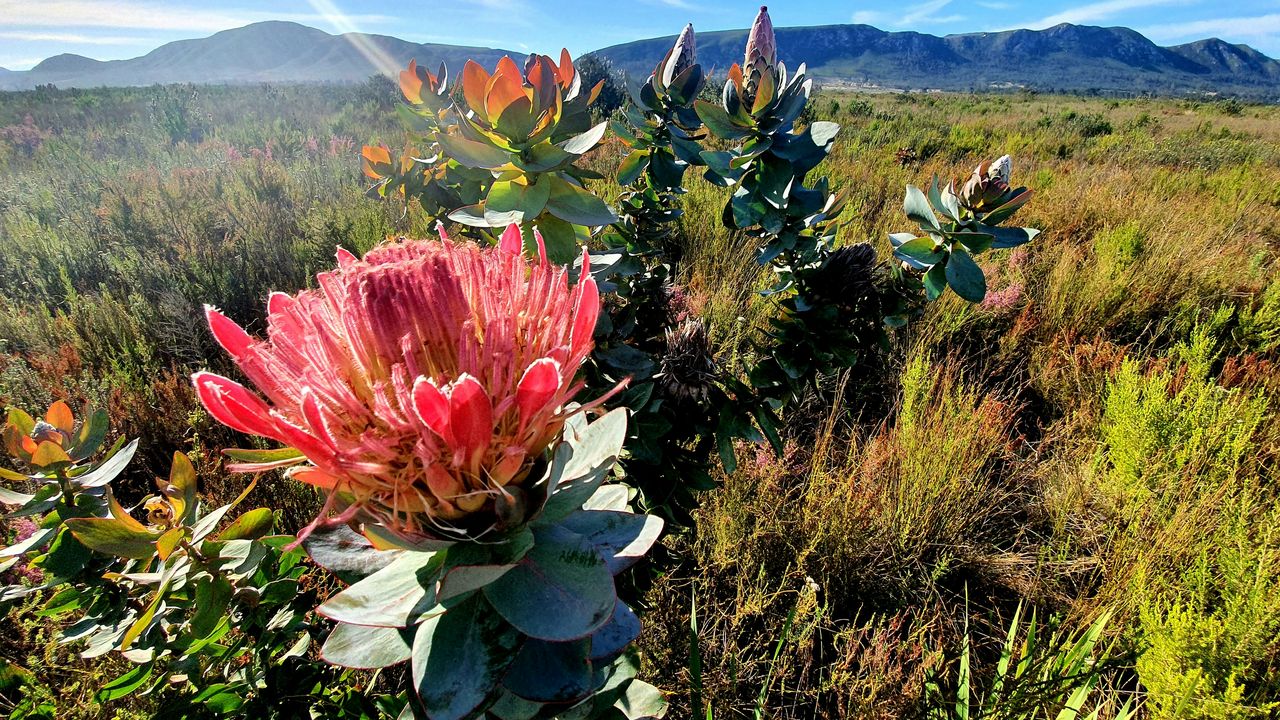 Port Elizabeth - zonnige kuststad aan de Oostkaap | Matoke Tours